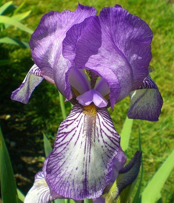 Deux iris plicata [id. en cours - Squalens] Mmedes10