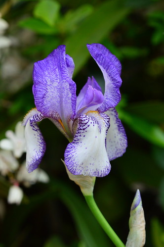 Deux iris plicata [id. en cours - Squalens] Parisi12