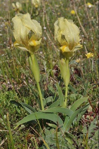 Iris virescens - illustré par Redouté Unname10