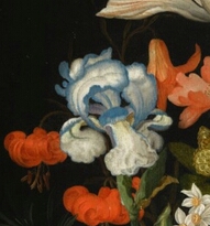 Iris plicata en peinture Vander10