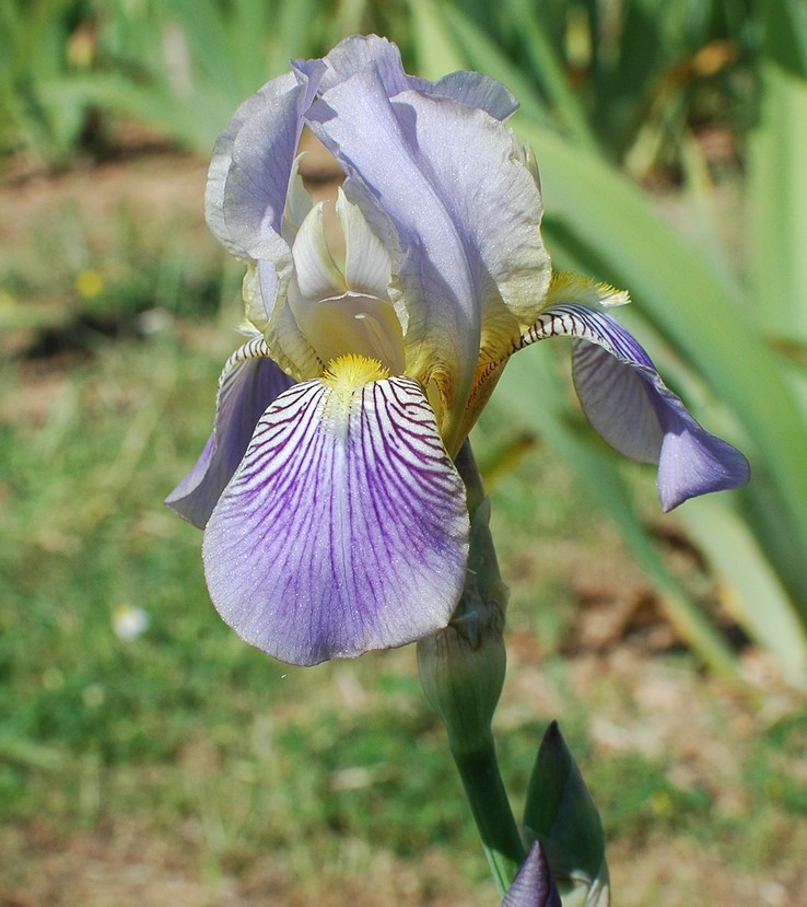 De Bure - Iris versicolor vetus Versca11