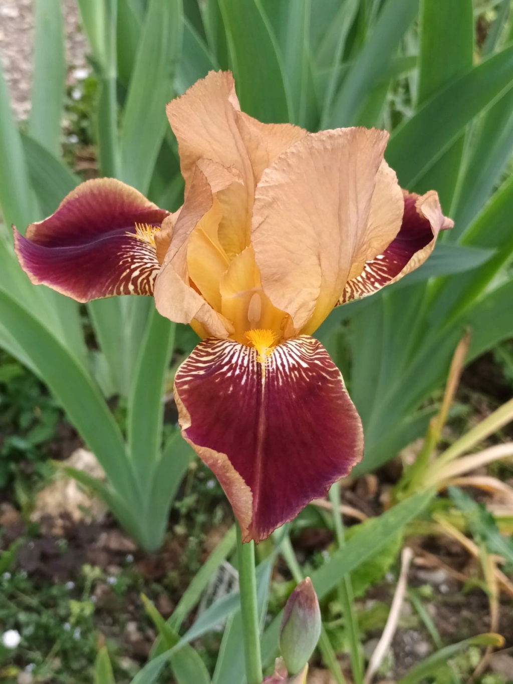Iris Caramel - Desperate Gardener Whatsa22