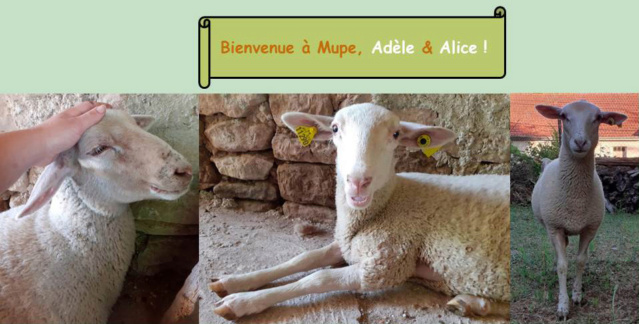 Photos de vos moutons pour la page d'accueil - Page 15 Adzoe_11