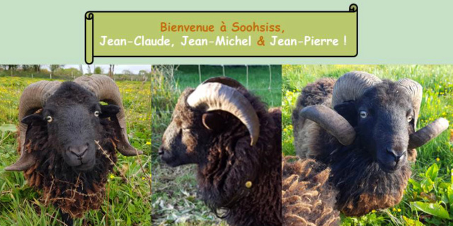 Photos de vos moutons pour la page d'accueil - Page 15 Entzot11