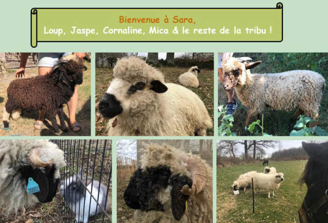 Photos de vos moutons pour la page d'accueil - Page 15 Entzot27