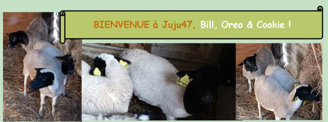 Photos de vos moutons pour la page d'accueil - Page 15 Entzot35