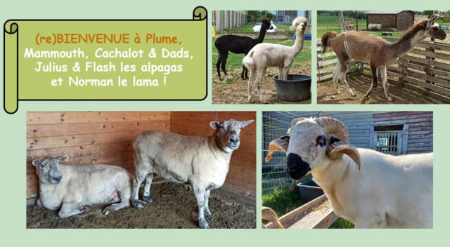 Photos de vos moutons pour la page d'accueil - Page 15 Entzot39