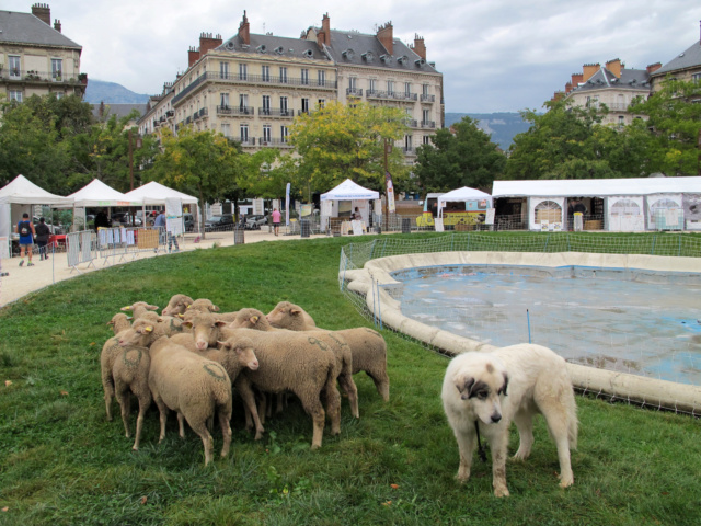 Isère / Festival International Pastoralismes et Grands Espaces  Img_5018