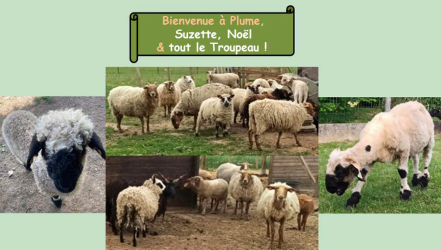 Photos de vos moutons pour la page d'accueil - Page 15 Mon_tr11