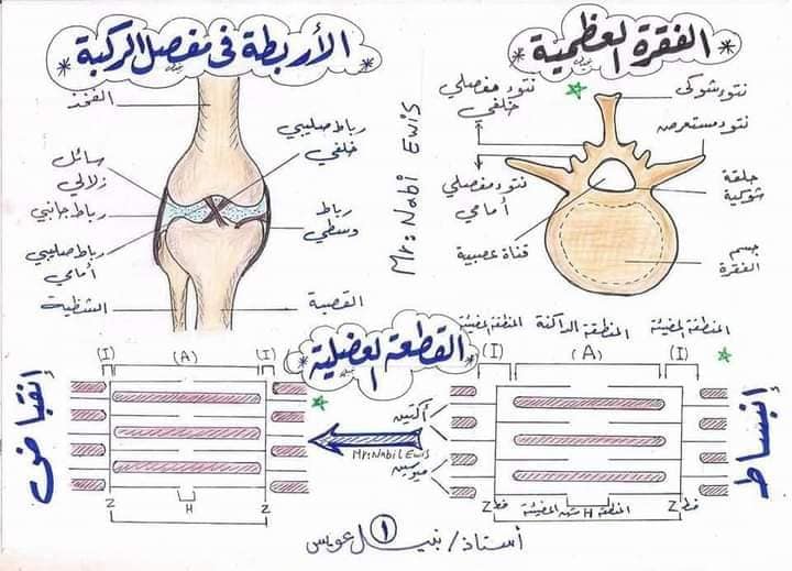 رسومات أحياء الثانوية العامة 2024 45058610