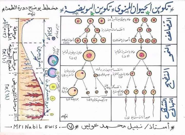 رسومات أحياء الثانوية العامة 2024 45081410