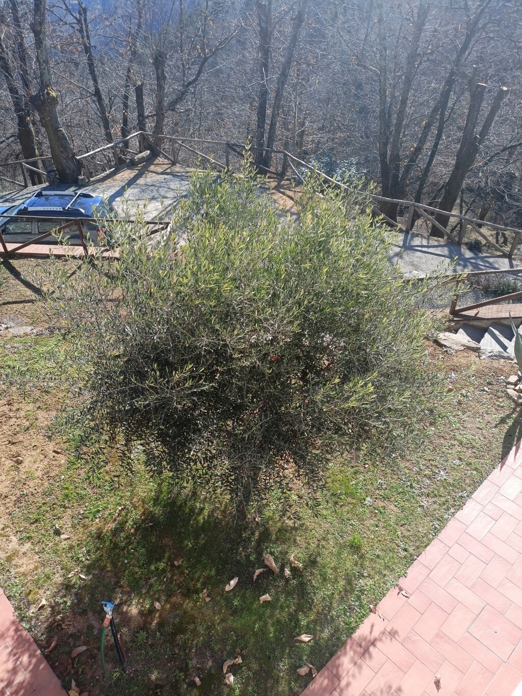 Potatura olivo ornamentale 16760310