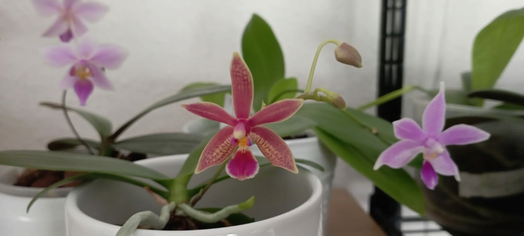Phalaenopsis mannii X equestris (Linda Cheok) 1whats12