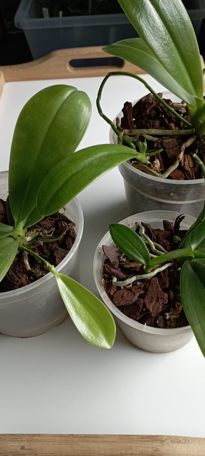 Phalaenopsis mannii X equestris (Linda Cheok) Whats106