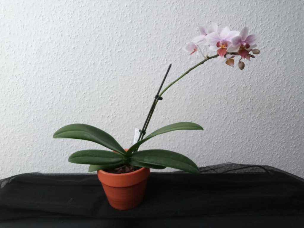 Phalaenopsis aphrodite x equestris (Intermedia) Whatsa50