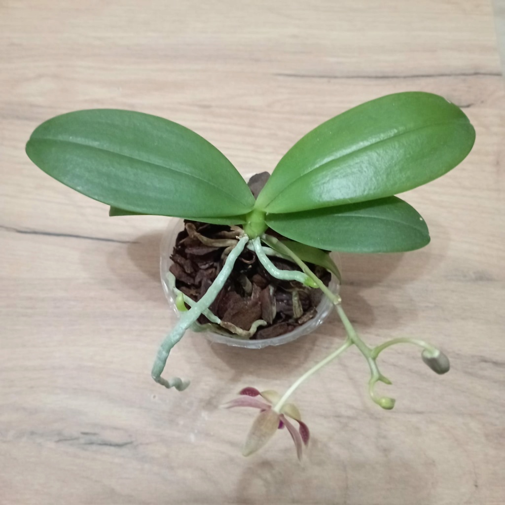 Phalaenopsis mannii X equestris (Linda Cheok) Whatsa99