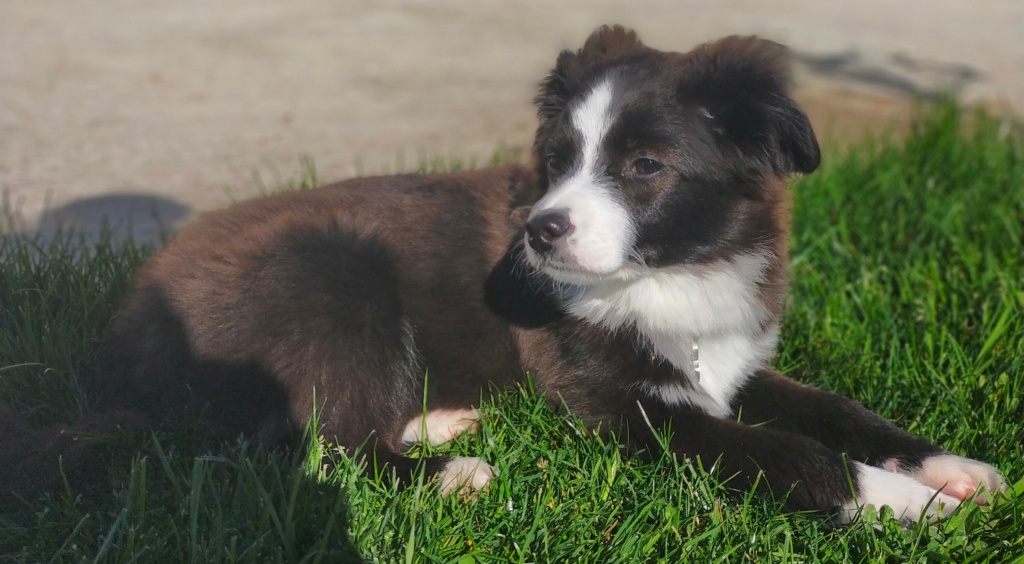 SNOOPY (ex GRUFFI) - chiot mâle, de taille petite à moyenne à l'âge adulte - né environ en octobre 2021 - REMEMBER ME LAND - Adopté par Émilie et Yohan (49)  Img20211