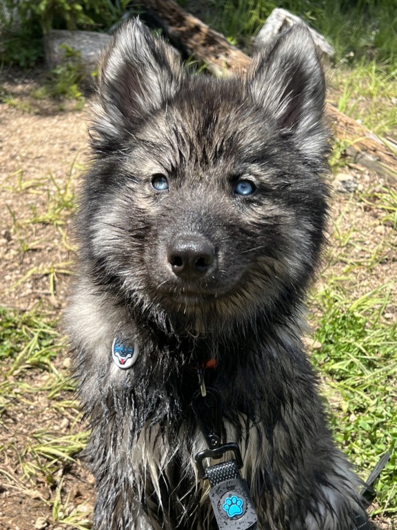 Is our pup Kavik (14 wk) going to be wooly? F7542610