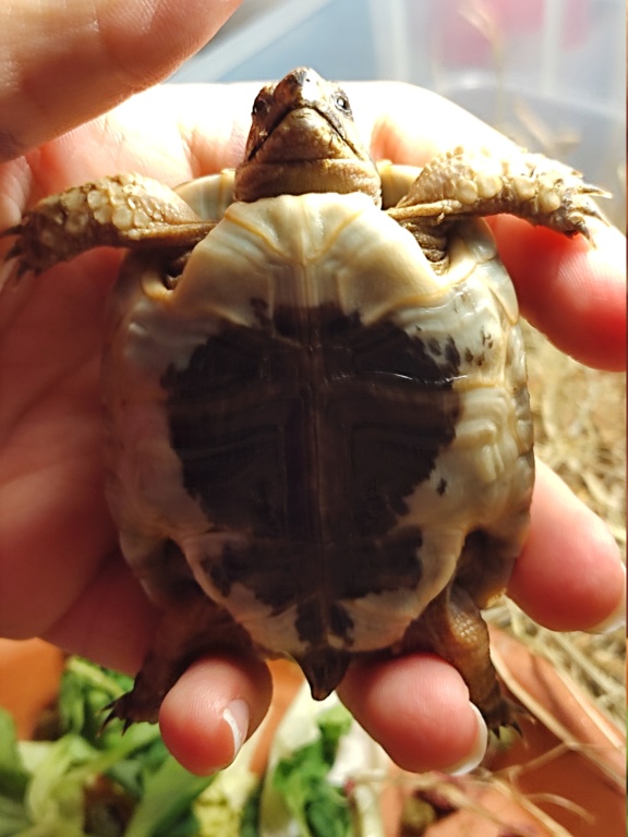 Aide pour nourrir ma tortue de terre  Img_2015