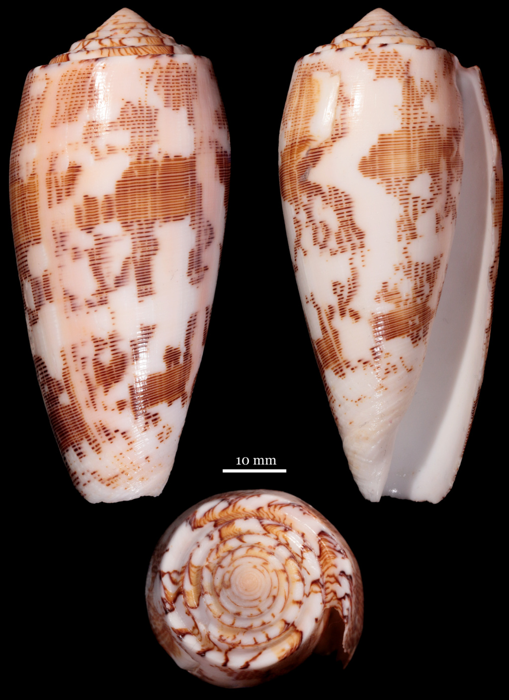 Conus (Pionoconus) striatus   (Linnaeus, 1758)  - Page 6 Planch18