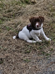 Nos Petits Coeurs de Yorkshires 20240921