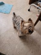 Nos Petits Coeurs de Yorkshires Sunny_10