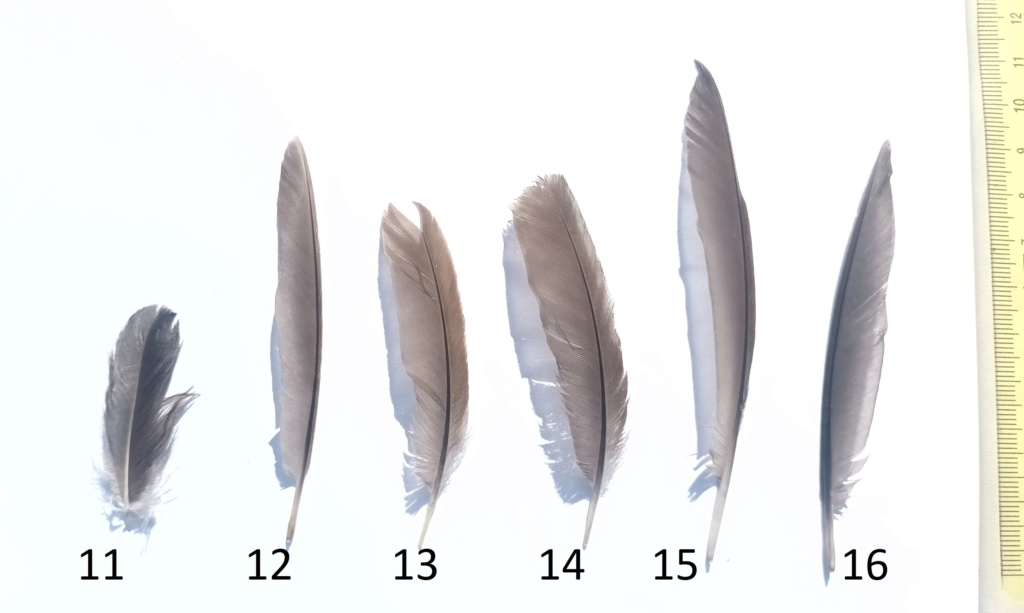 identification de 17 plumes O_merl10