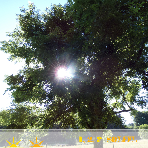 Challenge photo: juin au soleil! - Page 2 Photo_17