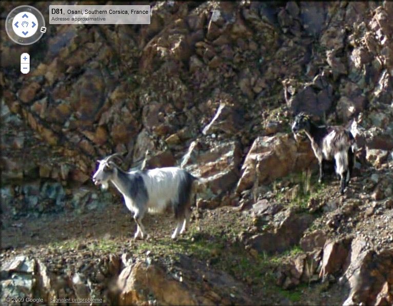 STREET VIEW : Les animaux Chevre11