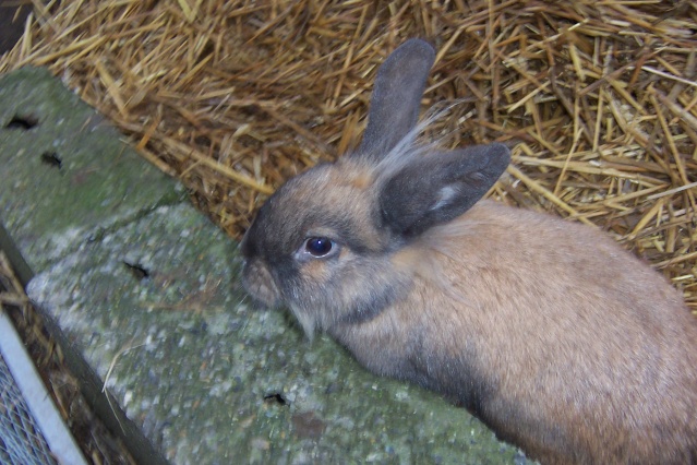 PICARDIE (80) :  les lapins du refuge de filemon  Twiste24