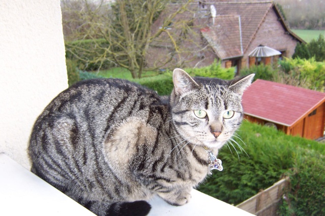 Perdu chat depuis le 23/05/11: Hermione tigrée à Jumel (80) RENTREE à la maison ! Twiste68