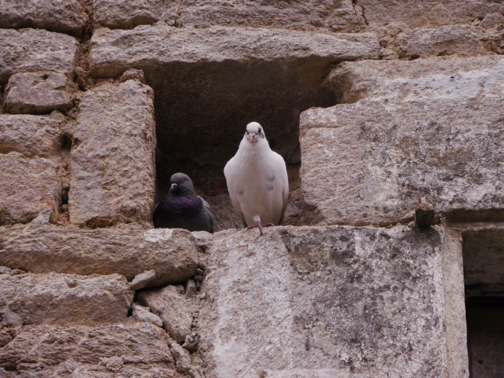 C. Le repos des pigeons Rochef11