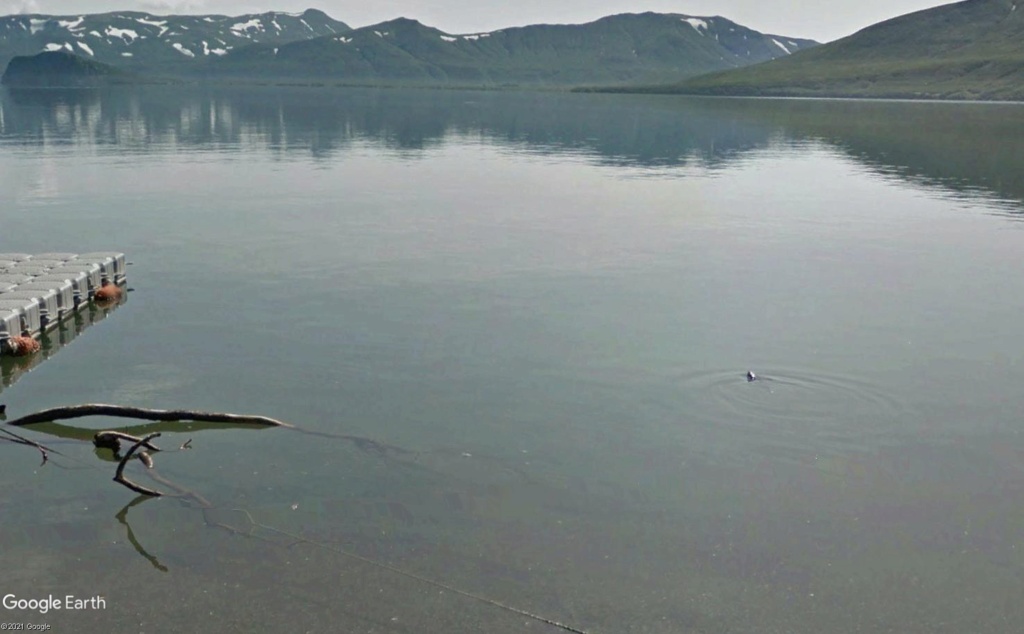 STREET VIEW : Ours (et saumons) dans le Kamtchatka Dud410