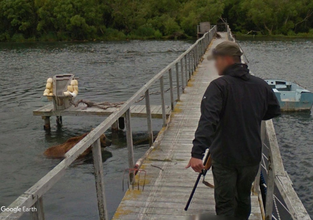STREET VIEW : Ours (et saumons) dans le Kamtchatka Ff223310