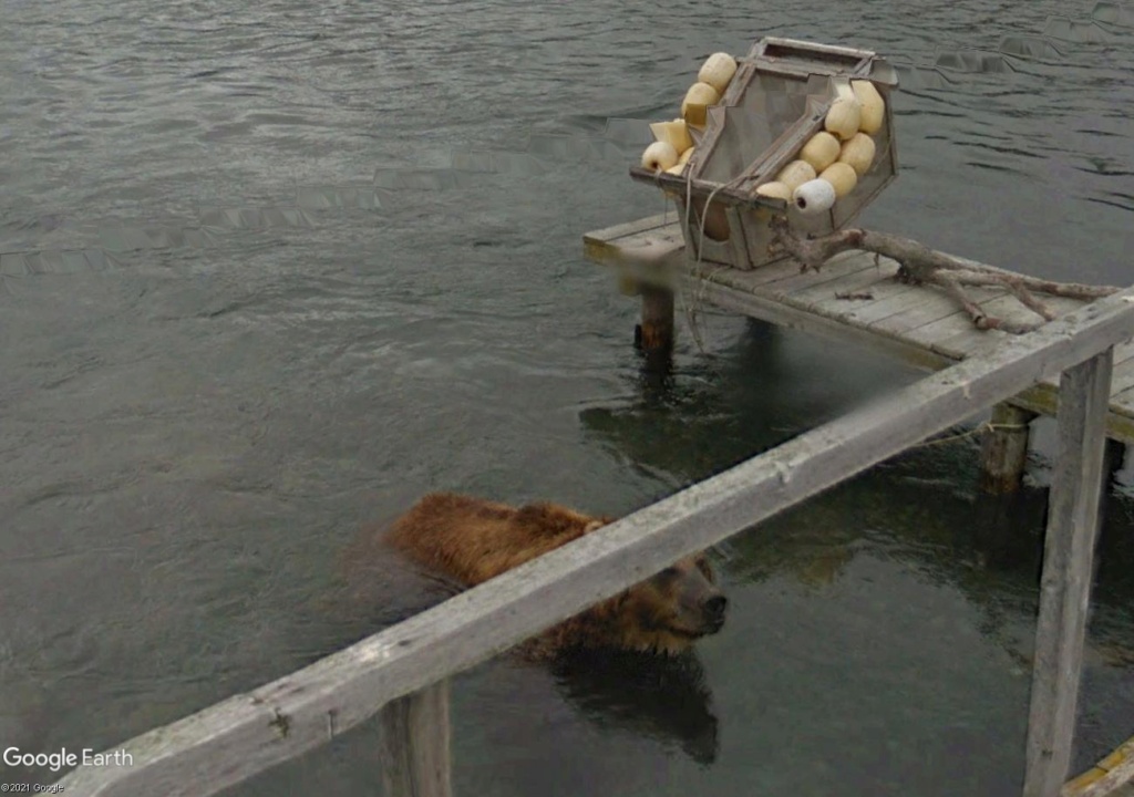 STREET VIEW : Ours (et saumons) dans le Kamtchatka Ff223311