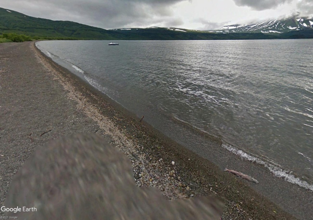 STREET VIEW  : Ours (et saumons) dans le Kamtchatka Km_210