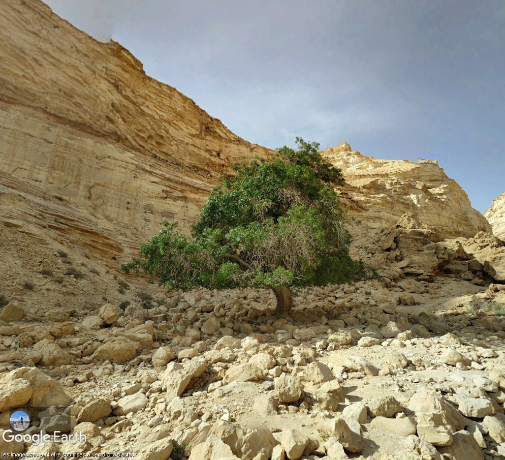 Ein Avdat : un oasis dans le désert du Néguev (Israël) Neg1fg10