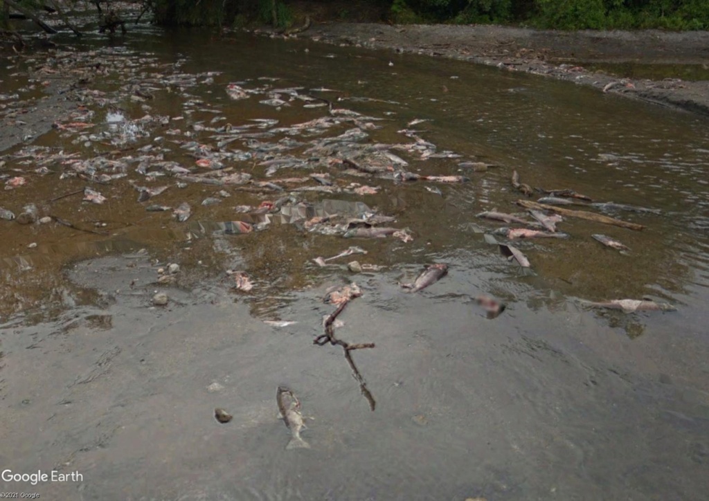 STREET VIEW : Ours (et saumons) dans le Kamtchatka Sergbh10