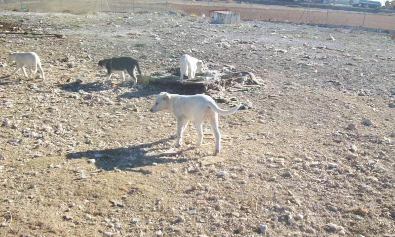 3 chiots croisés labrador de 4 mois ESPAGNE URGENT Cari_m11