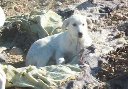 3 chiots croisés labrador de 4 mois ESPAGNE URGENT Paloma10