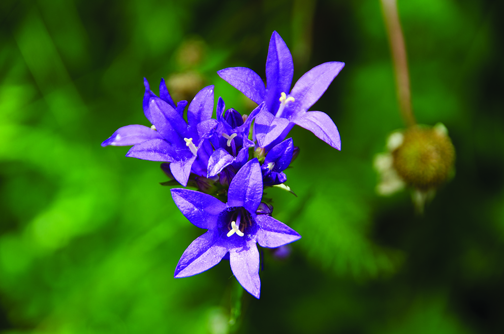 Mes petites fleurs de montagne _dsc4312