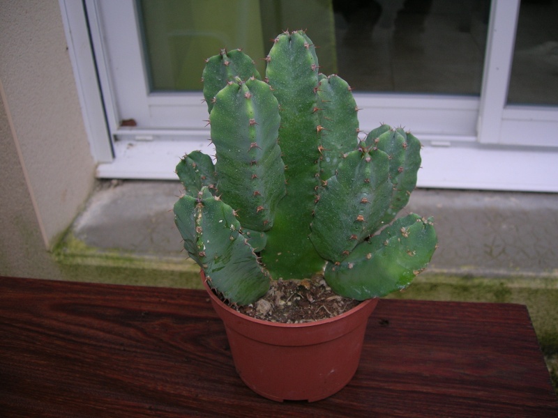 Identification d'un cactus ( euphorbia résiniféra) Dscn1814