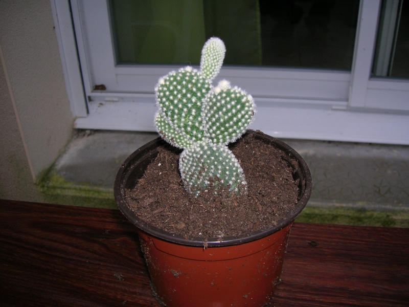 Un autre cactus à identifier.(Opuntia microdasys 'alba') Dscn1815