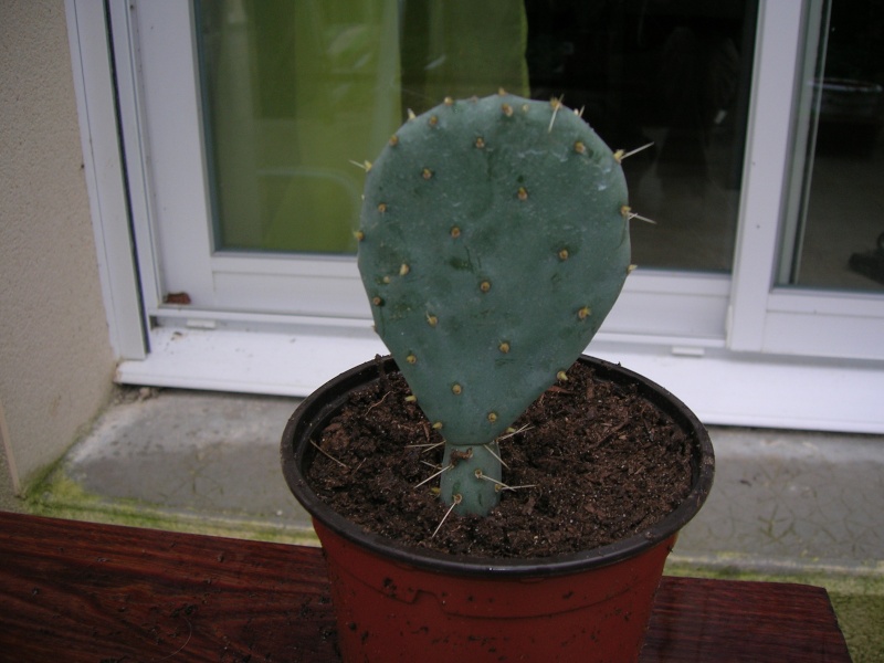 Et encore un autre cactus Dscn1819