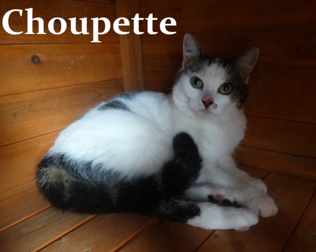 Choupette - tabby/blanche née en 2015 - SLPA Amance Choupe10