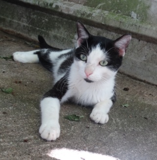 Croc, un jeune chat noir et blanc - SLPA Amance Croc_n14