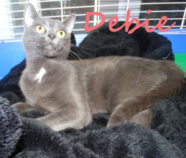 Debie, typée chartreux née en 2017 - SLPA Amance Debie_10