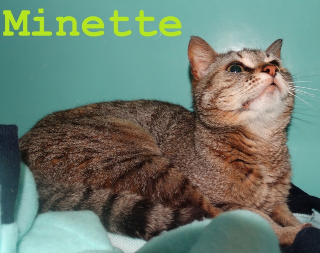 Minette, gentille tigrée née en 2016 - SLPA Amance Minett12