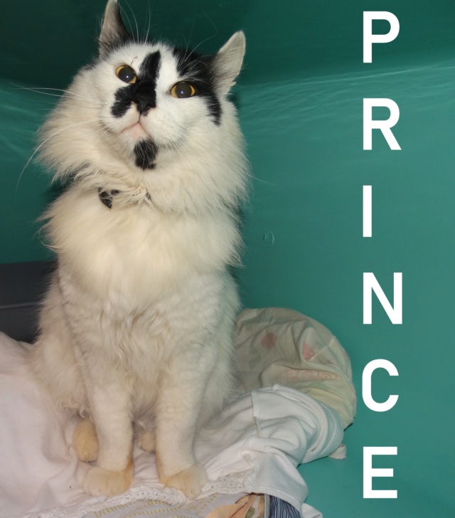 Prince, blanc et noir poil long - SLPA Amance Prince10