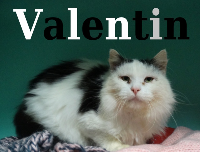 Valentin, adorable chat blanc et noir au poil mi-long - SLPA Amance Valent10